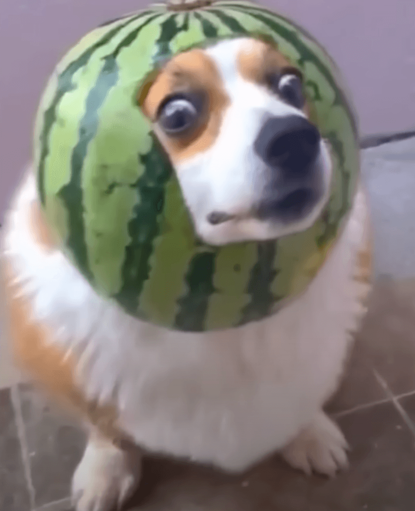 Dog Wif Melon